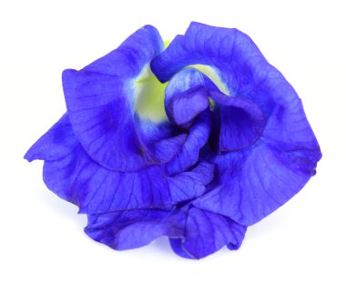 beyaz zemin üzerinde Kelebek bezelye