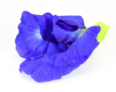 beyaz zemin üzerinde Kelebek bezelye