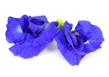 beyaz zemin üzerinde Kelebek bezelye