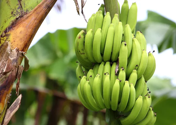 Groene en onrijpe cultivar bananen op boom — Stockfoto