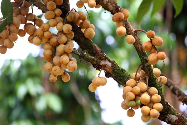 Wollongong tropisk frukt i södra thailand — Stockfoto