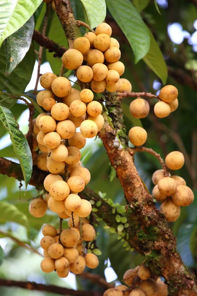 Wollongong tropisk frukt i södra thailand — Stockfoto