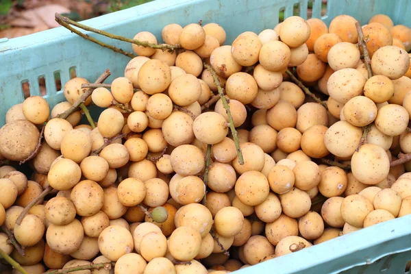 Fruta tropical de Wollongong en el sur de Tailandia — Foto de Stock