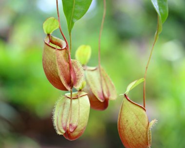 flower Nepenthes, monkey pitcher plant clipart
