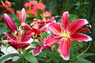 Kırmızı zambak çiçeği