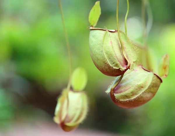 Flor Nepenthes, planta jarra mono — Foto de Stock