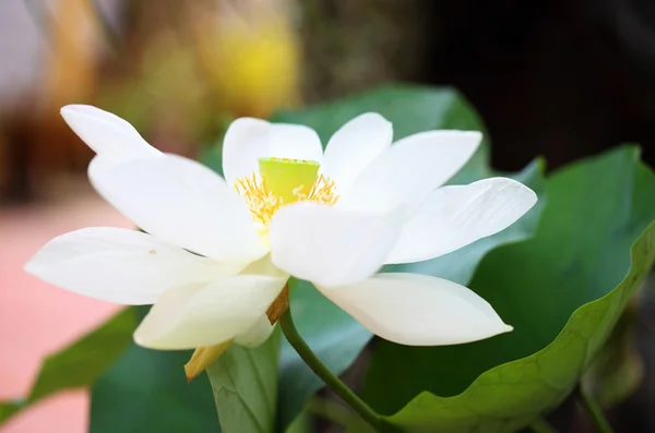 Blossom white lotus flower — Stock Photo, Image