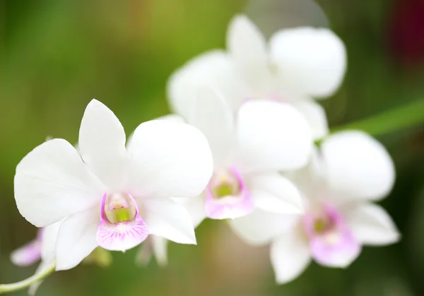 在花园里的白色兰花上关闭 — 图库照片