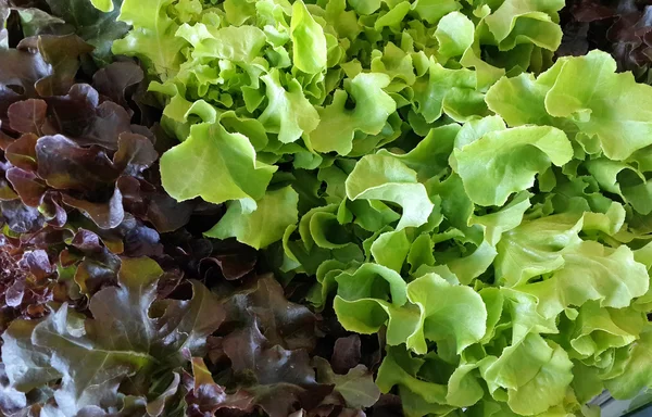 Vegetales hidropónicos Roble verde, Coral rojo — Foto de Stock