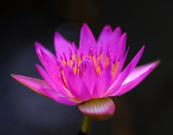 Fiore di loto rosa — Foto Stock