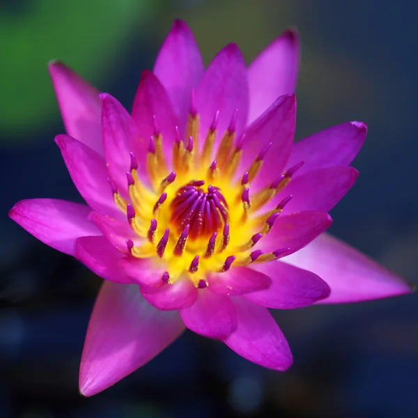 Flor de lótus rosa — Fotografia de Stock