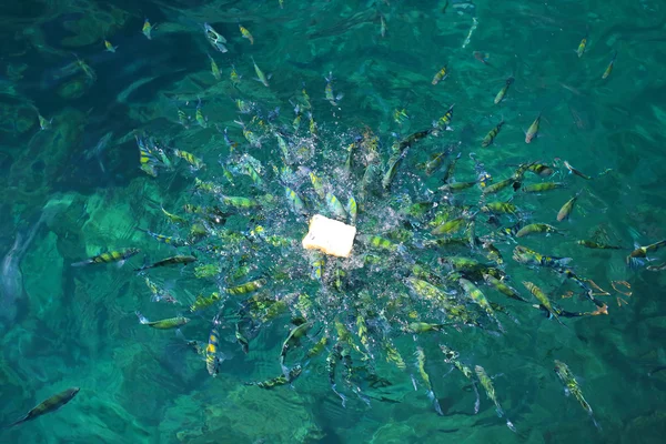 Poissons dans la mer Phi Phi Island thailand — Photo