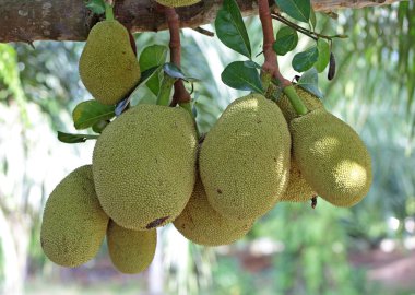 nefesi ağaç üzerinde