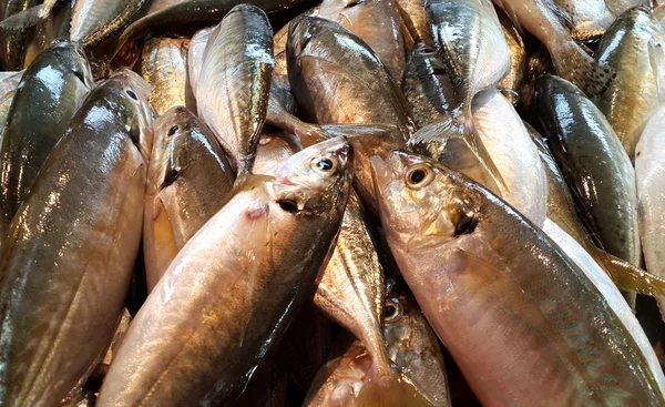 Bir pazarda taze balıklar — Stok fotoğraf