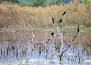 ağaç üzerinde karabatak