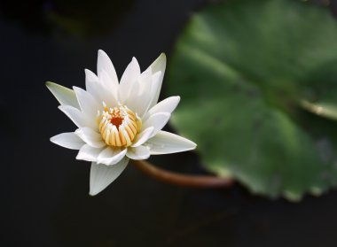 güzel beyaz lotus gölet