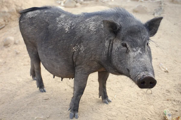 Wild boar Stock Photo