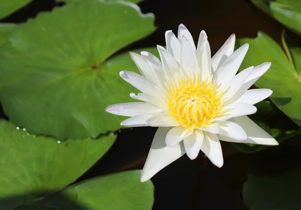 White lotus flower — Stock Photo, Image