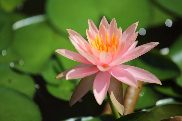 Roze en oranje lotusbloemen — Stockfoto