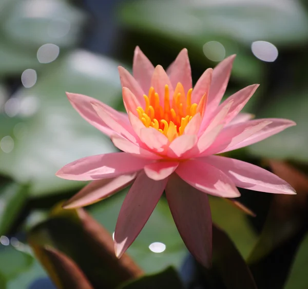 Fiore di loto rosa — Foto Stock