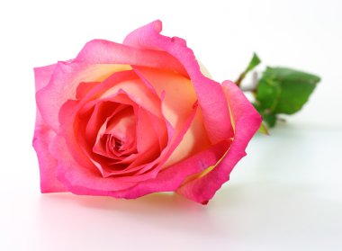 Beyaz arkaplanda pembe gül