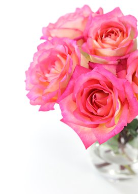 Beyaz arkaplanda pembe gül