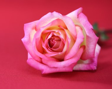 kırmızı bir arka plan üzerinde pembe güller
