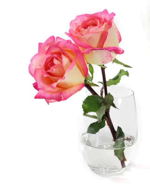 Rosa rosa sobre fondo blanco — Foto de Stock