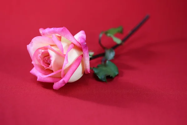 Rosas cor-de-rosa sobre um fundo vermelho — Fotografia de Stock