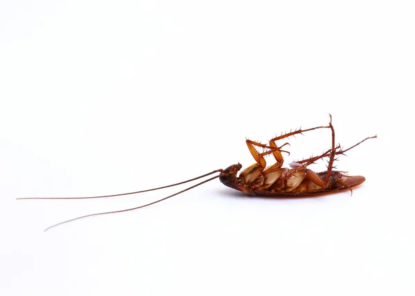 Zbliżenie karaluch na białym tle — Zdjęcie stockowe