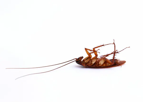 Cerca de cucaracha sobre fondo blanco — Foto de Stock