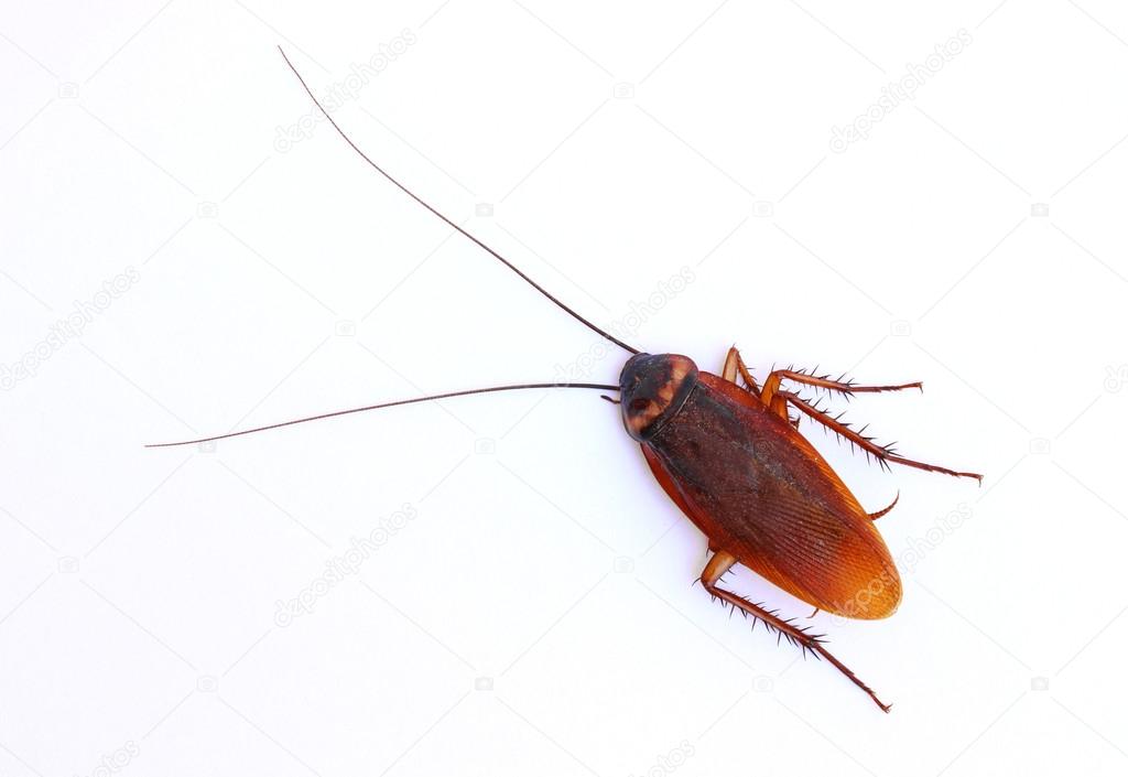Close up cockroach on white background