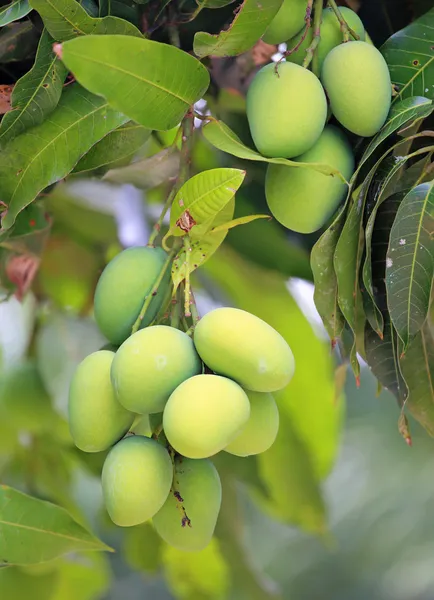 Frische grüne Mangos — Stockfoto