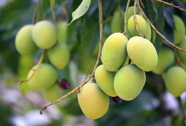 Fresh green mangoes — Stock Photo, Image