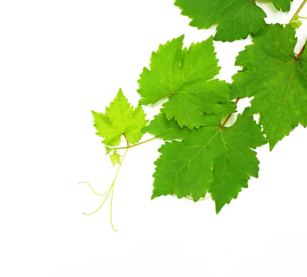 Hoja de uva verde fresca aislada sobre fondo blanco — Foto de Stock