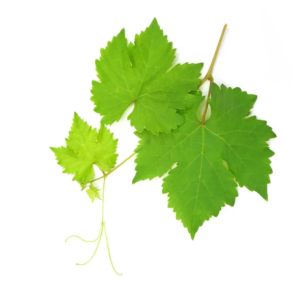 Folha de uva verde fresca isolada sobre fundo branco — Fotografia de Stock