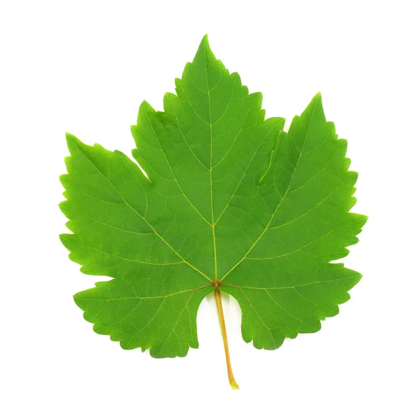 Świeży zielony winogron liść na białym tle — Zdjęcie stockowe