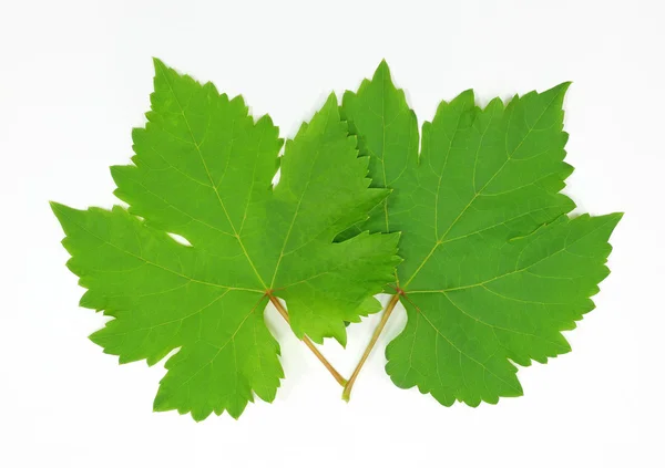 Verse groene druivenblad geïsoleerd op witte achtergrond — Stockfoto
