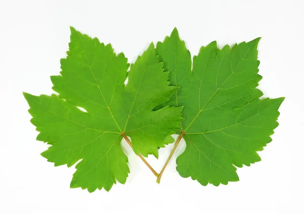 Folha de uva verde fresca isolada sobre fundo branco — Fotografia de Stock