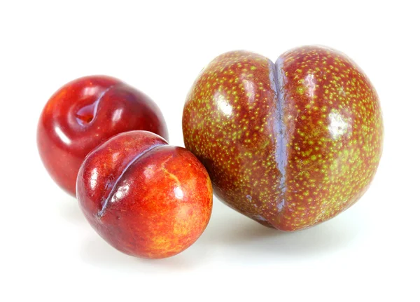 Fruit de prune rouge isolé sur fond blanc — Photo