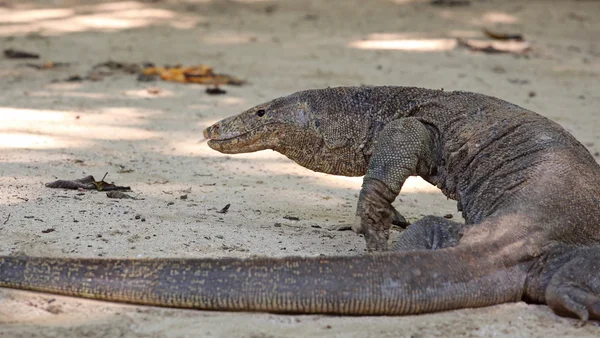 Komodo Dragon, le plus grand lézard — Photo