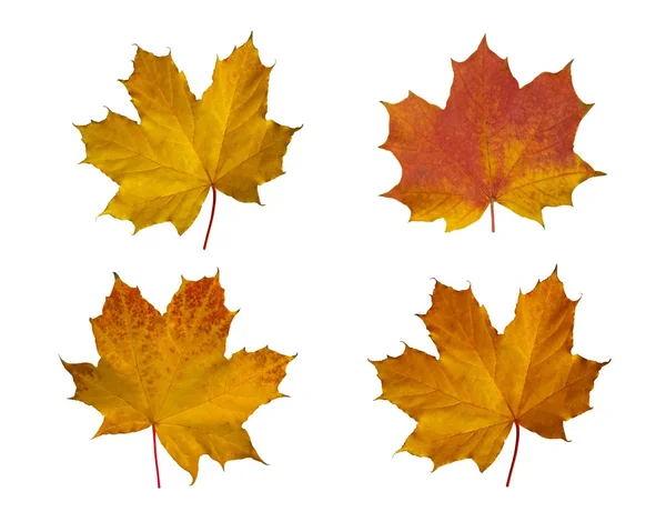 Sonbahar Yaprakları