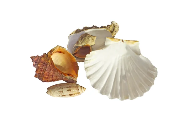 Sea shells — Stock Photo, Image