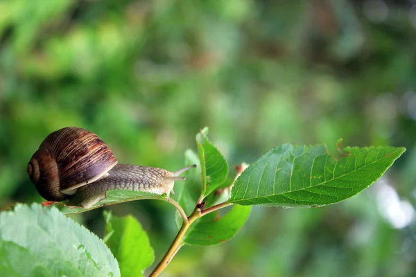 Escargot sur feuille — Photo