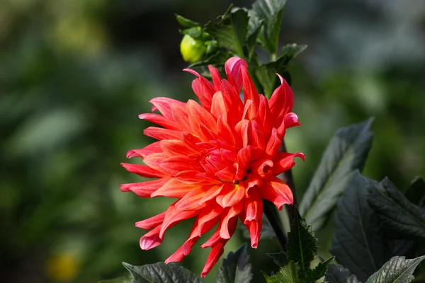 A red flower — Stock Photo, Image
