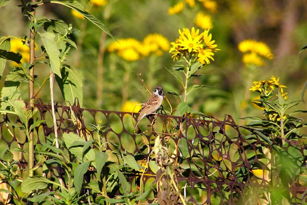 Sparow... — Fotografia de Stock