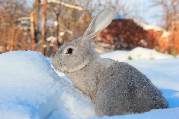 Hare och snö — Stockfoto