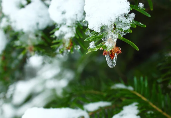 Frozen fir and water drop — Stock Photo, Image
