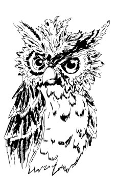 siyah ve beyaz baykuş