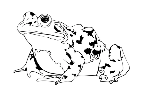 Toad black and white — Stock Vector